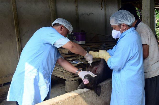 Lấy mẫu bệnh phẩm lợn ốm tại gia đình ông Nguyễn Long Xuân, thôn Đồng Tân, xã Bình Nhân, huyện Chiêm Hóa (Tuyên Quang). (Ảnh: Quang Cường/TTXVN) Phát hiện thêm 2 ổ dịch tả lợn châu Phi tại tỉnh Tuyên Quang ảnh 1