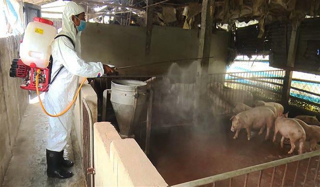 Phun thuốc tiêu độc khử trùng khu vực có ổ dịch tả lợn châu Phi. (Nguồn: TTXVN) Cần Thơ đã xuất hiện dịch tả châu Phi, trên 100 con lợn bị tiêu hủy ảnh 1