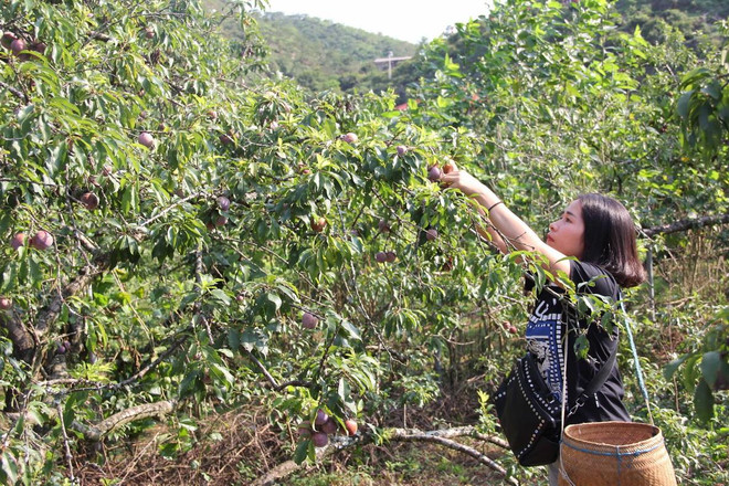 Du khách trải nghiệm hái mận tại vườn. (Ảnh: Hữu Quyết/TTXVN) Ngày hội hái quả ở Mộc Châu: Trải nghiệm hái và ăn mận ngay tại vườn ảnh 2