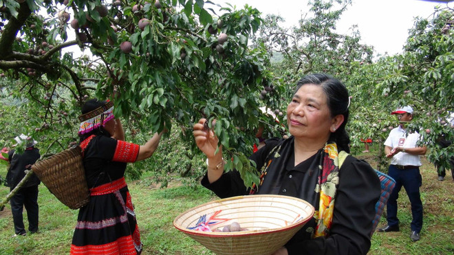Phó Chủ tịch Quốc hội Tòng Thị Phóng tham gia ngày hội cùng người dân. (Ảnh: Hữu Quyết/TTXVN) Ngày hội hái quả ở Mộc Châu: Trải nghiệm hái và ăn mận ngay tại vườn ảnh 1