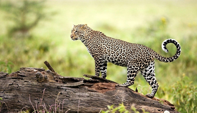 Nga bảo tồn thành công loài báo Viễn Đông quý hiếm nhất thế giới ảnh 1