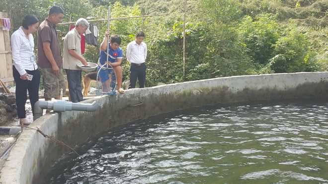 Điều tra, làm rõ nguyên nhân khiến cá chết bất thường ở Sa Pa ảnh 1