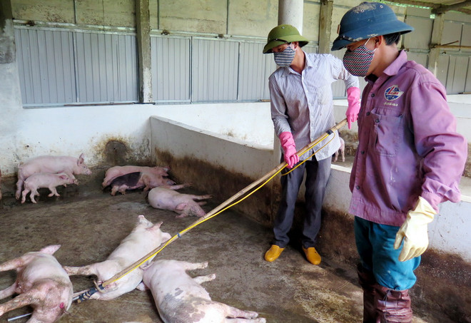 Hà Tĩnh: Dịch tai xanh trên đàn lợn bùng phát sau đợt mưa lũ ảnh 2