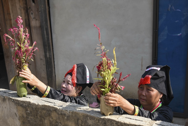 ttxvn_hoa mao ga 2.jpg