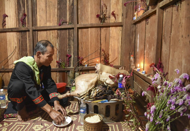 ttxvn_hoa mao ga 3.jpg