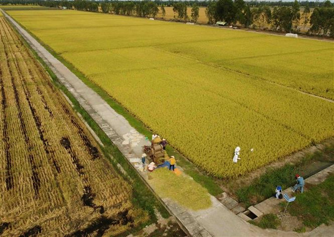 Thu hoạch lúa. (Nguồn: TTXVN) Làm sao để đường đi của lúa gạo ở ĐBSCL bớt 'nhọc nhằn'? ảnh 2