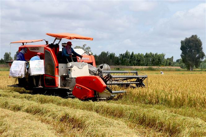 Thu hoạch lúa Hè Thu. (Nguồn: TTXVN) Làm sao để đường đi của lúa gạo ở ĐBSCL bớt 'nhọc nhằn'? ảnh 1