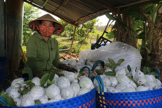 Đồng Tháp: Ổi lê Cao Lãnh được cấp chứng nhận nhãn hiệu ảnh 1