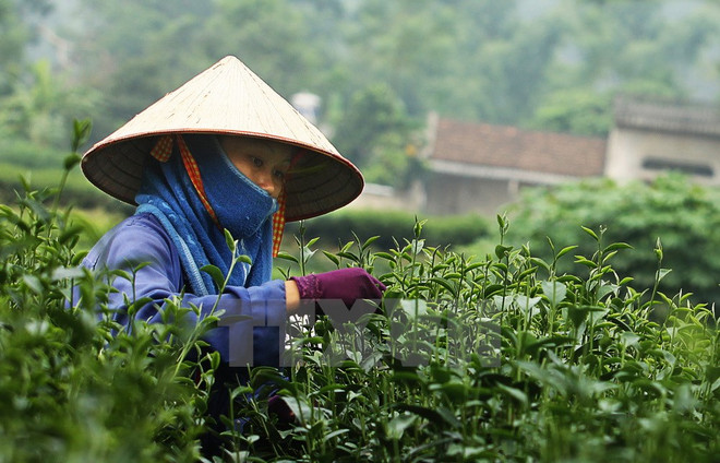 Thu hoạch chè búp tươi. (Ảnh: Trọng Đạt/TTXVN) Tiền đề để chè Thái Nguyên vươn xa ra thị trường thế giới ảnh 1