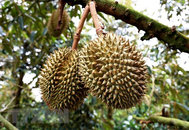 Hai đối tượng bị tạm giữ do cắt trộm gần 700kg sầu riêng ảnh 1