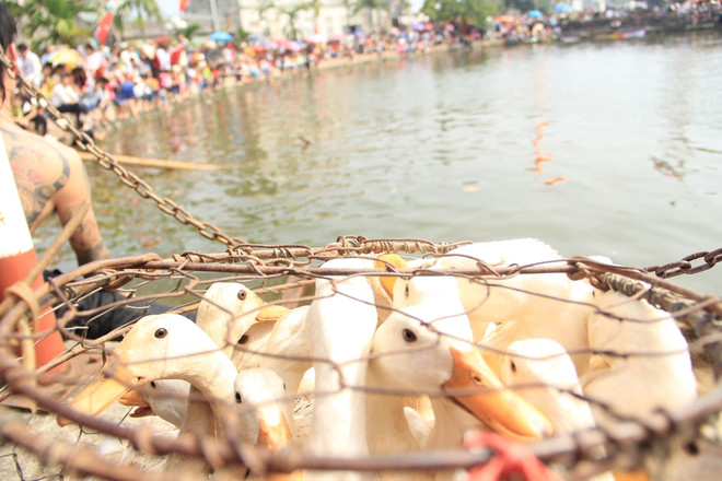 Hà Nội: Tưng bừng hội thi bắt vịt tại lễ hội Xuân Lại Yên ảnh 2