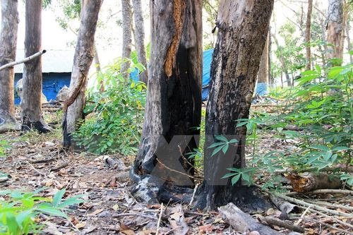 Xử phạt 2 cá nhân lấn chiếm đất rừng để dựng nhà, chuồng trại ảnh 1