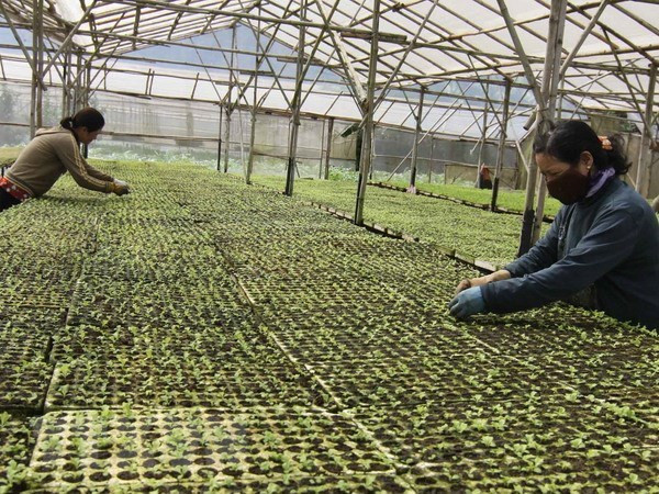 Diễn đàn kinh tế hợp tác, hợp tác xã dự kiến diễn ra trong quý 3 ảnh 1