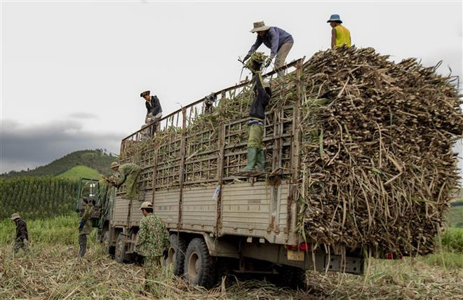Thu hoạch mía tại Gia Lai. (Nguồn: TTXVN) Tình trạng tranh mua mía nguyên liệu ở Gia Lai: Đến hẹn lại lên ảnh 2