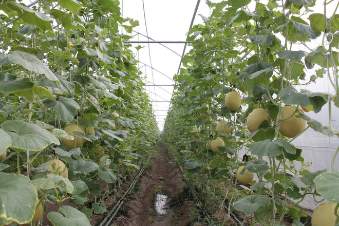 Đồng Nai hướng đến phát triển nông thôn mới theo chiều sâu ảnh 1