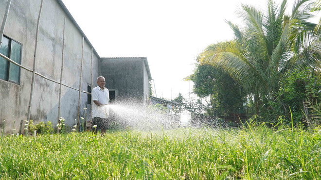 Ông Danh Linh, xã Minh Hòa, huyện Châu Thành cố gắng tưới nước giữ lại một phần vườn hẹ còn sống sót để làm giống cho vụ sau. (Ảnh: Văn Sĩ/TTXVN) ttxvn_trong rau mau 3.jpg