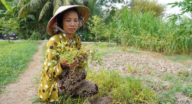 Vườn rau cần nước, xà lách, ngò om của bà Phụng bị thiệt hại từ 80-100% do nắng nóng kéo dài. (Ảnh: Văn Sĩ/TTXVN) ttxvn_trong rau mau 2.jpg