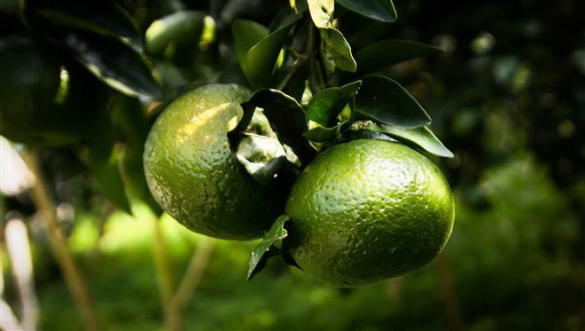 Giá cam sành tại Trà Vinh giảm mạnh, nhà vườn lao đao ảnh 1