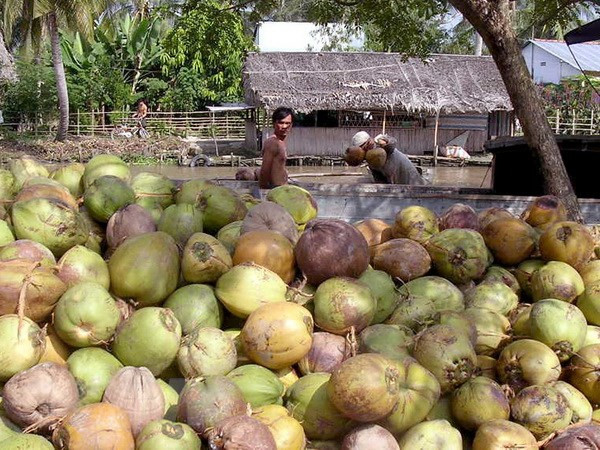Thu mua dừa khô. (Ảnh: Duy Khương/TTXVN) Bến Tre: Giá dừa thấp trong mùa nghịch vụ, nhà vườn lao đao ảnh 1