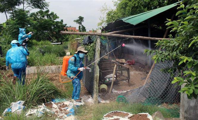 11 tỉnh, thành có ổ dịch cúm gia cầm, tiêu hủy trên 23.000 con ảnh 1