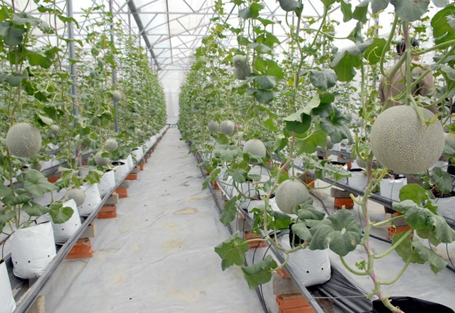 Nông nghiệp công nghệ cao: Doanh nghiệp Việt còn nhiều nỗi lo ảnh 1