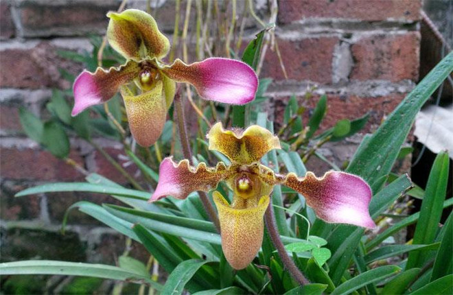 Bảo tồn nguồn gene của ba loài lan quý hiếm ở Bắc Trung Bộ ảnh 1