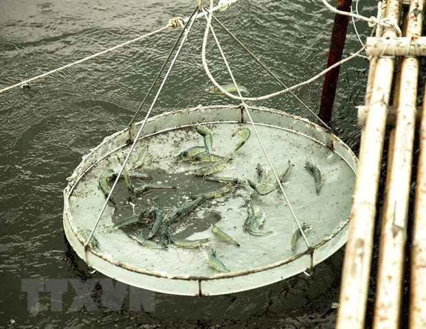 Trà Vinh: Giá tôm nguyên liệu giảm mạnh, các hộ nuôi không có lãi ảnh 1