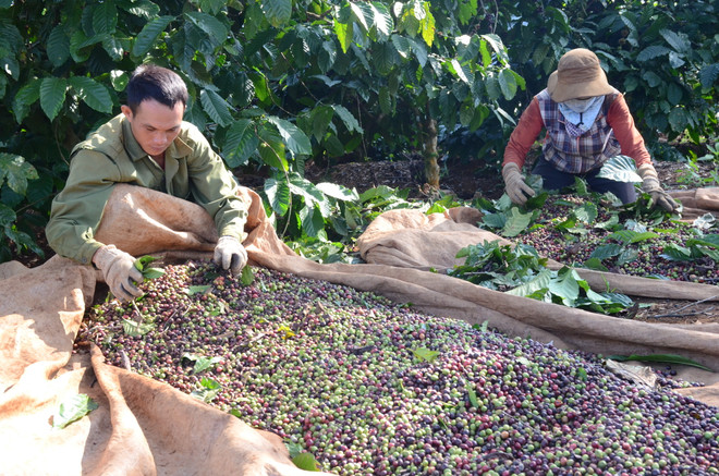 Đắk Nông: Tập trung giảm nghèo nhanh, bền vững cho đồng bào thiểu số ảnh 2