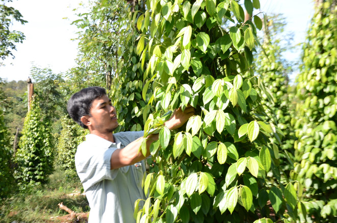 Đắk Nông: Tập trung giảm nghèo nhanh, bền vững cho đồng bào thiểu số ảnh 3