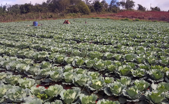 Đắk Nông: Tập trung giảm nghèo nhanh, bền vững cho đồng bào thiểu số ảnh 4