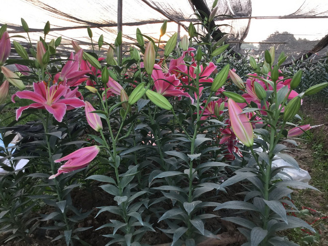 Mùa Đông không lạnh khiến cho hoa "cười," người "khóc" ảnh 1