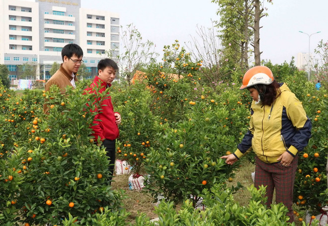Thời tiết ấm áp trong ngày đầu tiên của kỳ nghỉ Tết Nguyên đán ảnh 1