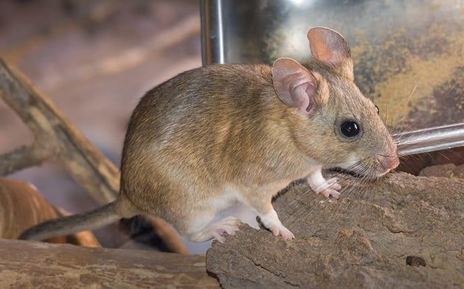 Chuột cống sinh sôi và hoành hành tại thủ đô Washington của Mỹ ảnh 1