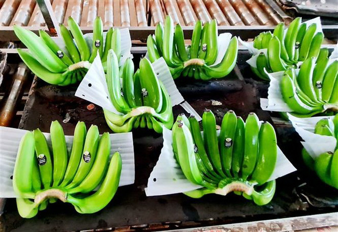 Sản phẩm chuối xuất khẩu sang thị trường Trung Quốc của Công ty cổ phần cao su Thống Nhất, thành phố Bà Rịa, tỉnh Bà Rịa-Vũng Tàu. (Ảnh: Hồng Đạt/TTXVN) Xuất khẩu mặt hàng rau quả: Nhiều tín hiệu khả quan trong quý 2 ảnh 1