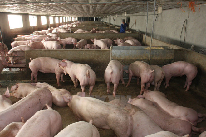 Xử phạt hai cơ sở sử dụng chất tạo nạc cho đàn lợn 400 con ảnh 1