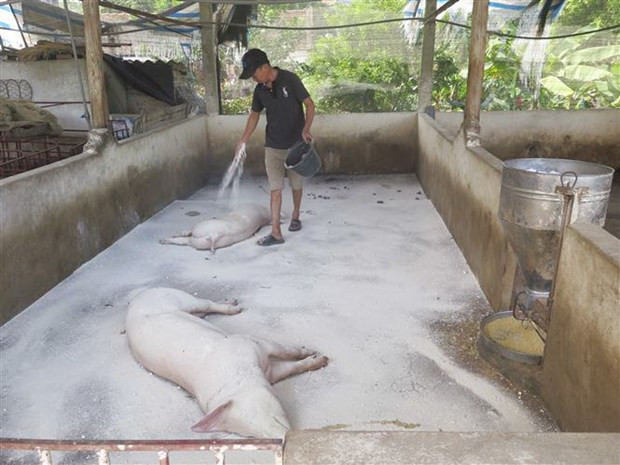 Phòng chống dịch tả lợn châu Phi ở khu vực biên giới ảnh 1