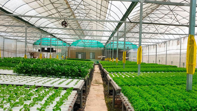 FAO khởi động Năm Quốc tế về rau và trái cây 2021 ảnh 1