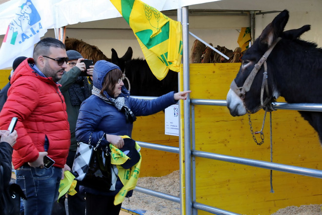 Độc đáo lễ ban phước lành cho động vật ở thủ đô của Italy ảnh 3