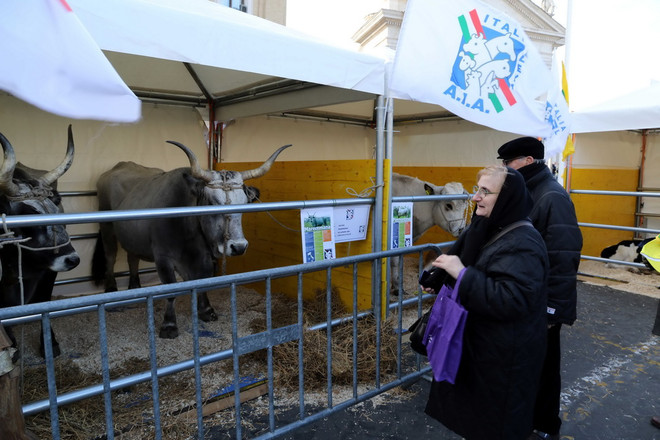 Độc đáo lễ ban phước lành cho động vật ở thủ đô của Italy ảnh 5
