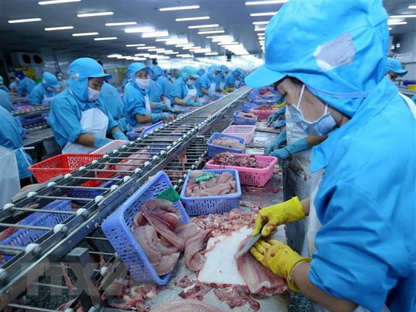 Dây chuyền chế biến cá tra xuất khẩu. (Ảnh: Vũ Sinh/TTXVN) Thêm cơ hội mở rộng thị trường cho doanh nghiệp xuất khẩu cá tra ảnh 1