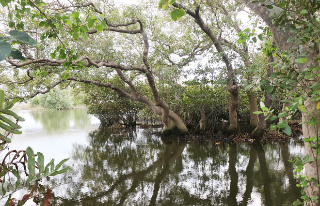 ttxvn_rung ngap man 11.jpg