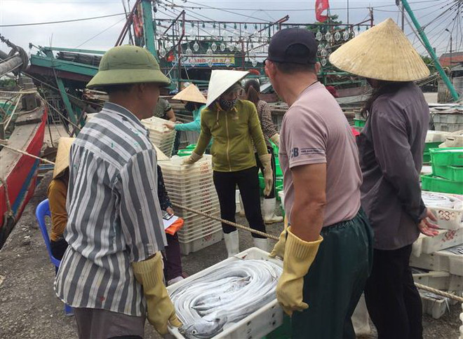 Ngư dân Quỳnh Lưu trúng mẻ cá hố trị giá gần 1,5 tỷ đồng ảnh 1