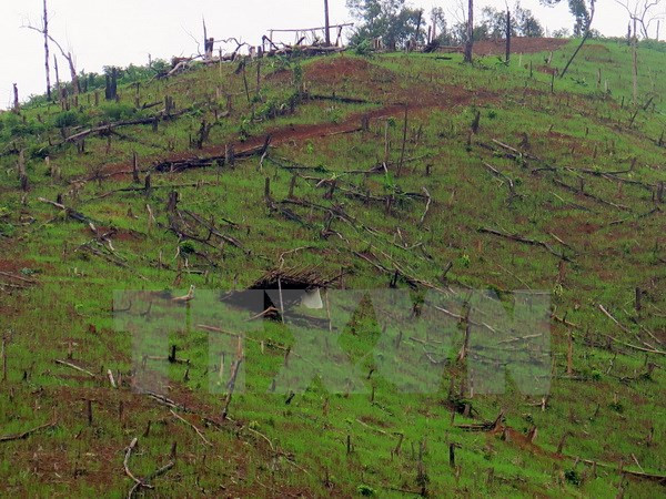 Phó Thủ tướng yêu cầu làm rõ một số vụ phá rừng, cháy rừng ảnh 1