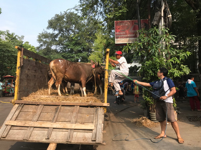 Cận cảnh lễ hiến tế Idul Adha của người Hồi giáo tại Indonesia ảnh 6