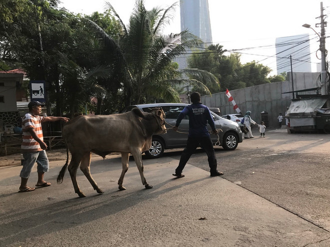 Cận cảnh lễ hiến tế Idul Adha của người Hồi giáo tại Indonesia ảnh 4