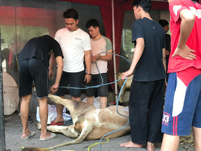 Cận cảnh lễ hiến tế Idul Adha của người Hồi giáo tại Indonesia ảnh 5