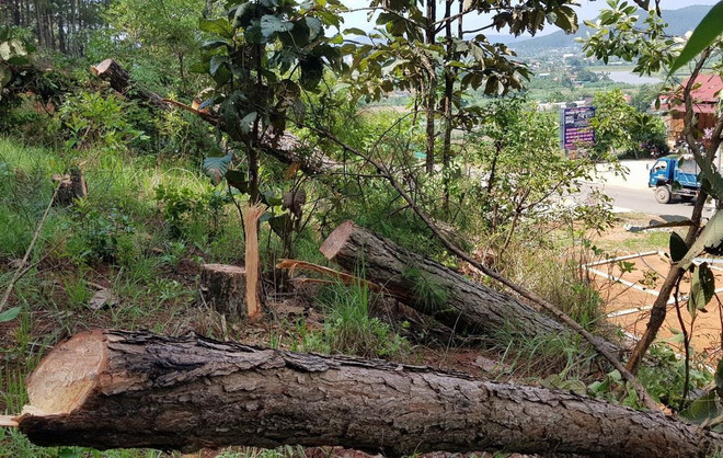 Rừng Lâm Hà lại bị chặt phá sau vụ hàng nghìn cây thông bị hạ độc ảnh 1