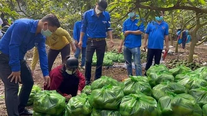 Bà Rịa-Vũng Tàu: Nông dân khốn đốn vì nông sản rớt giá kỷ lục ảnh 2