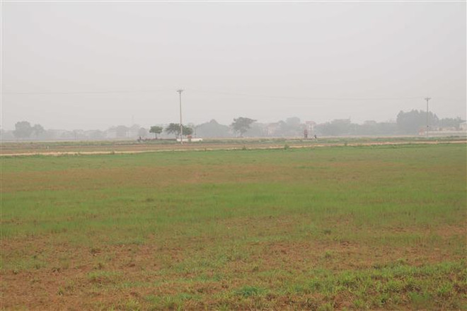 Vì sao nhiều cánh đồng rộng lớn ở Vĩnh Phúc bị bỏ hoang 3 vụ? ảnh 1