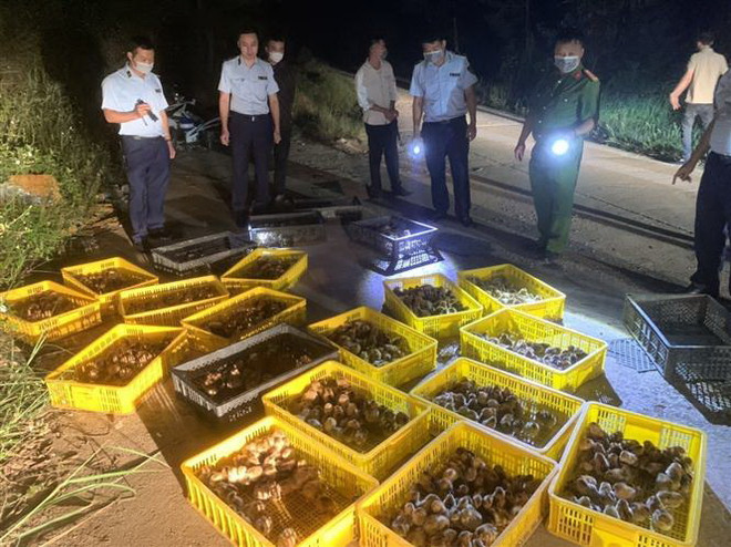 Lạng Sơn: Liên tiếp thu giữ số lượng lớn gia cầm giống nhập lậu ảnh 1
